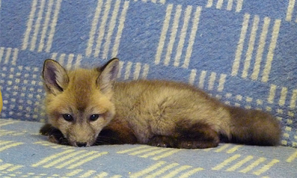 Cute Tamed Foxes (12 pics)
