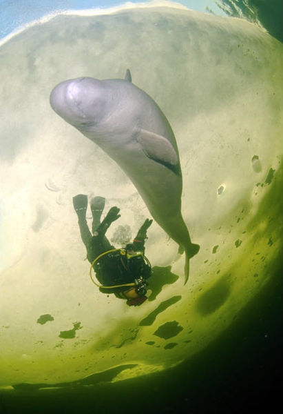 Diving with White Whales (15 pics)