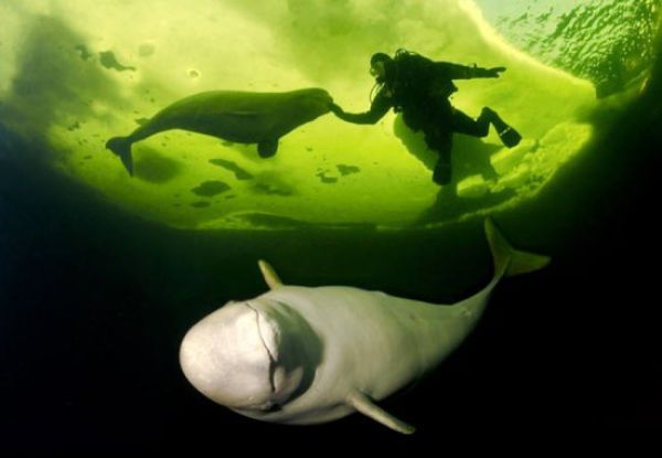 Diving with White Whales (15 pics)