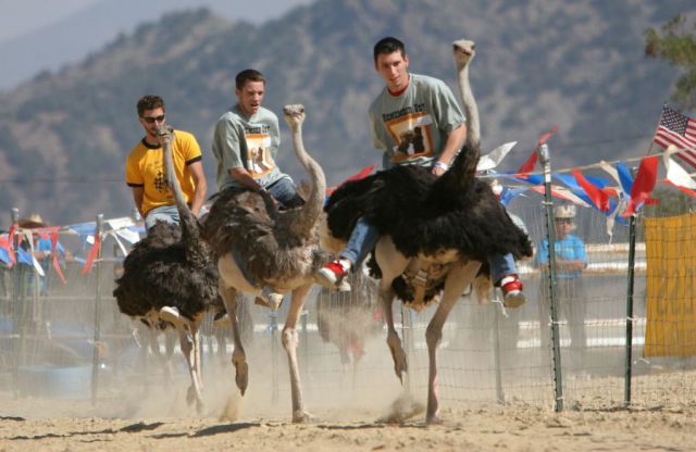 The Ostrich Races (10 pics)