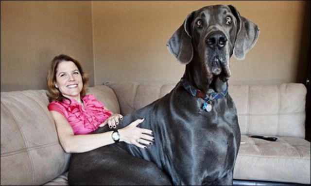 Huge Dogs (19 pics)