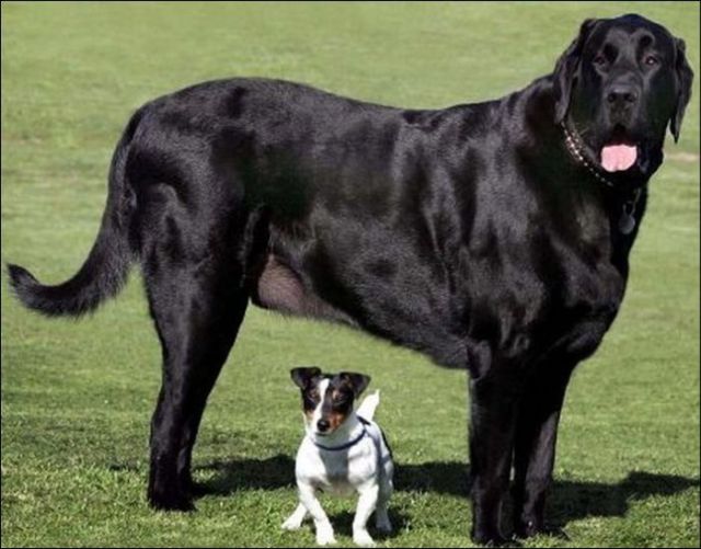 Huge Dogs (19 pics)