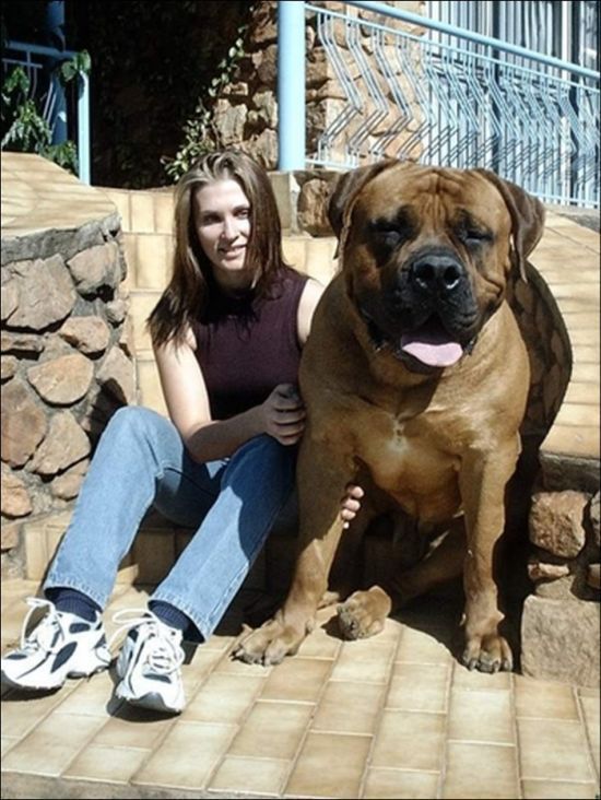 Huge Dogs (19 pics)