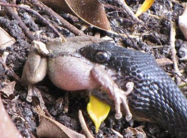 Toad vs. Snake (28 pics)