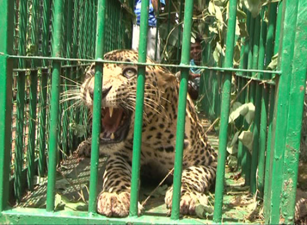 Leopard and Dog Caged in Open Well (6 pics)