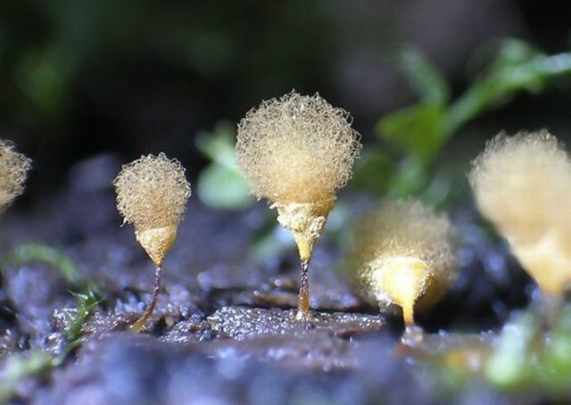Who Knew Mushrooms Could Be So Beautiful? (63 pics)