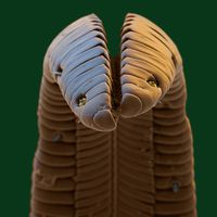 Amazing Scanning Electron Microscope Pictures Pics Picture