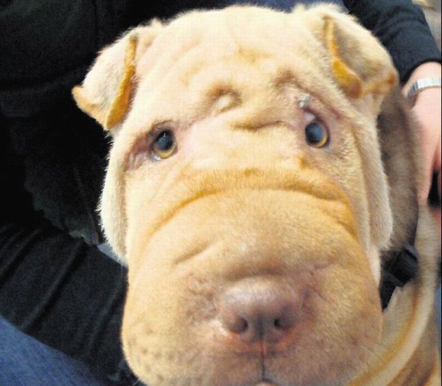 Plastic Surgery for the Dog (2 pics)