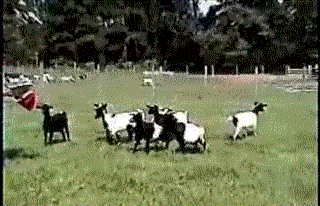 fainting_goats_08.gif