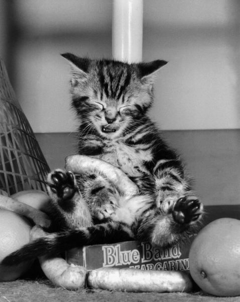 Beautiful black and white pictures with kitties and doggies playing and 