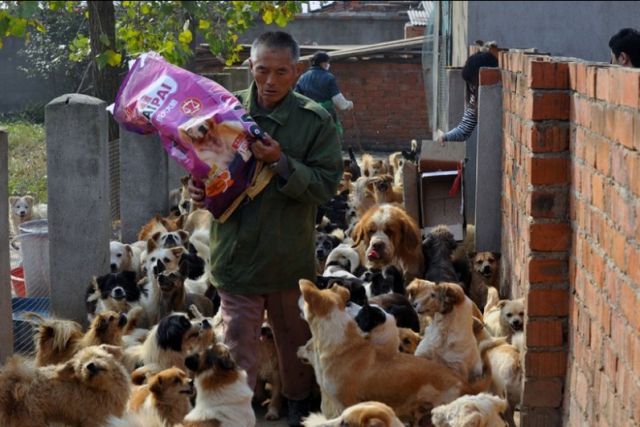 Woman from China Adopts 1,500 Dogs  200 Cats