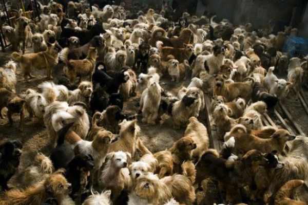 Woman from Chin  a Adopts 1,500 Dogs  200 Cats