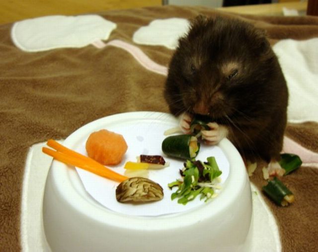 Hamsters Like Sushi Too