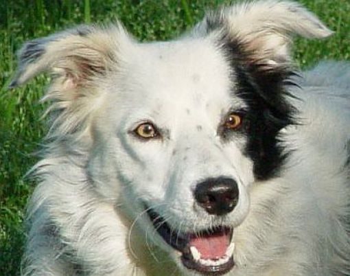 Chaser is a 6 year old border collie and has managed to learn the names of 