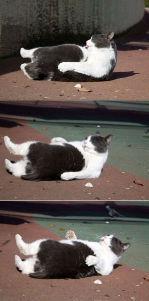 these_funny_animals_598_640_25.jpg