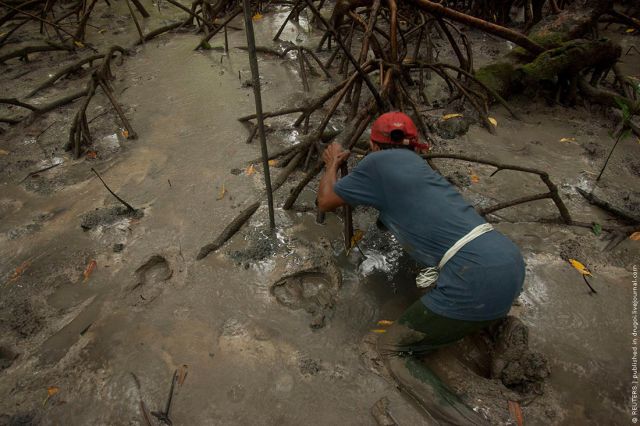 Crab Hunting in Brazil