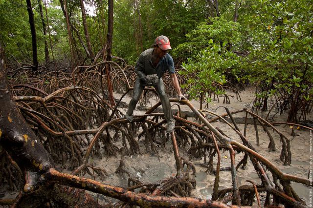 Crab Hunting in Brazil