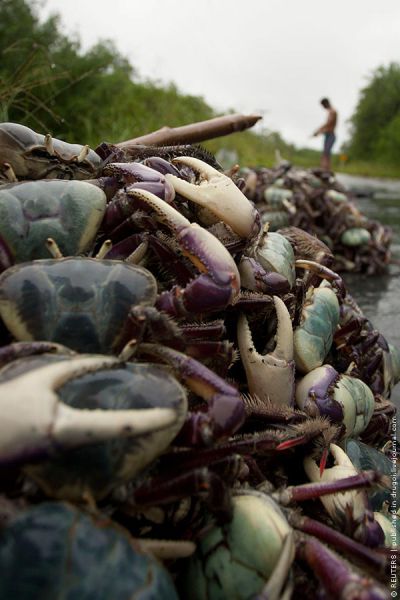 Crab Hunting in Brazil