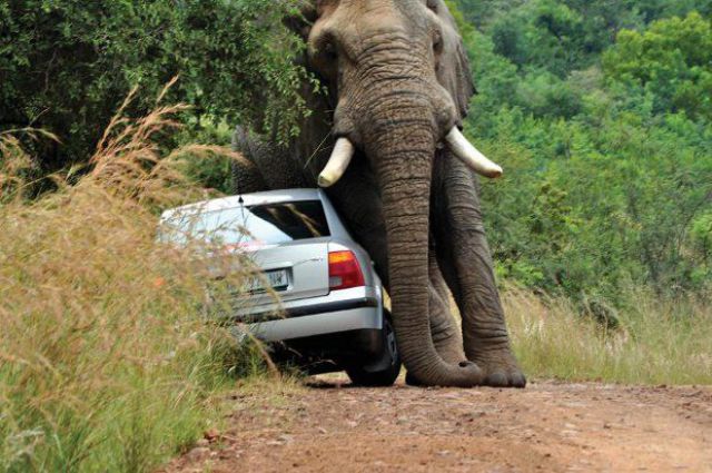 What Not to Do on a Safari