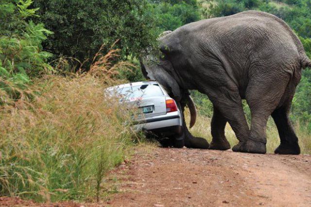 What Not to Do on a Safari