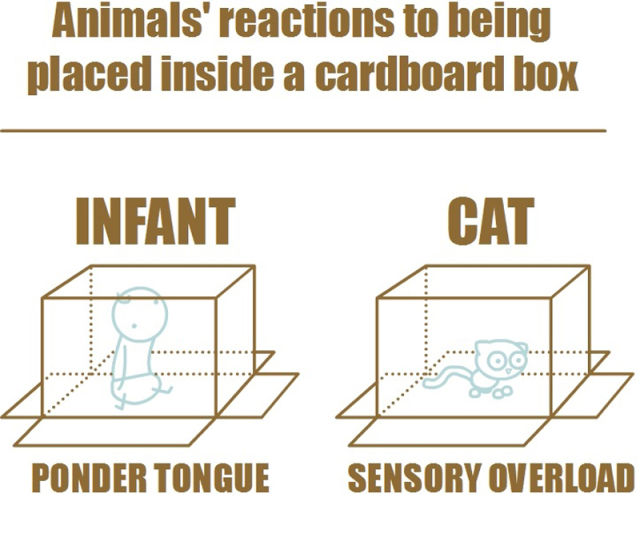 Different Reactions of Animals Put Down in the Box