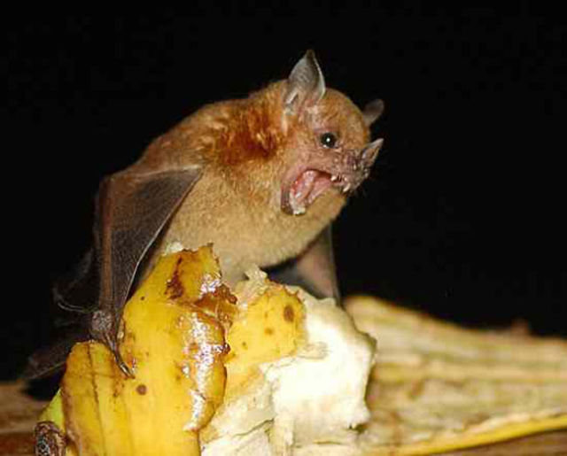 Some of the Weirdest Bats
