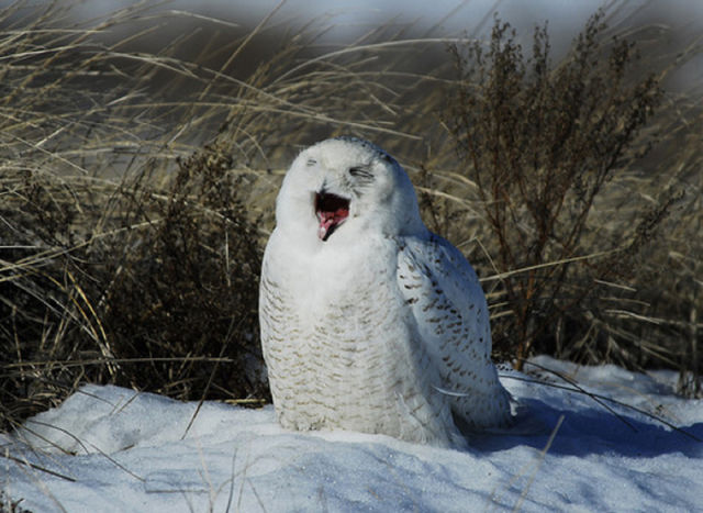 Funny Owls That Are Laughing