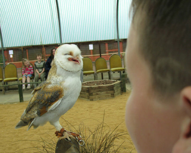Funny Owls That Are Laughing