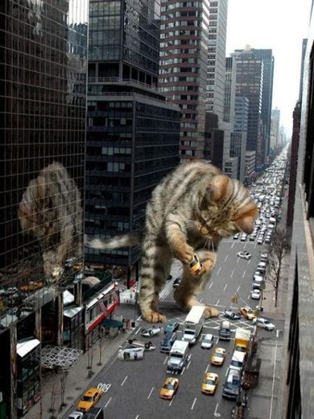 Catzilla Is Coming