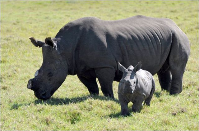 Can Horn Cutting Save the Rhinos?