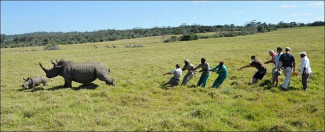 Can Horn Cutting Save the Rhinos?