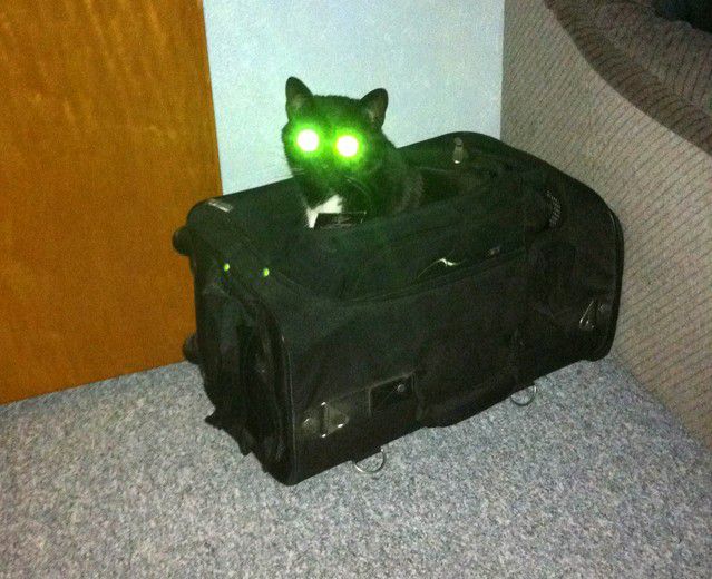 laser_cat_640_01.jpg