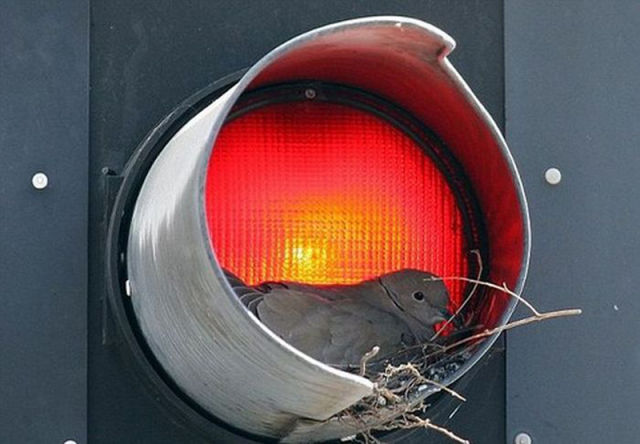 Traffic Light Mystery