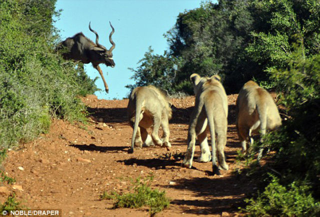 Antelope vs. Hungry Lions