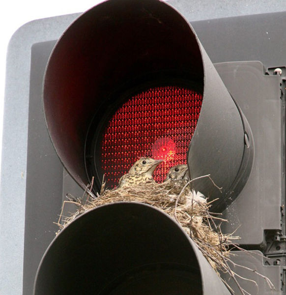 Road Cone with a Surprise