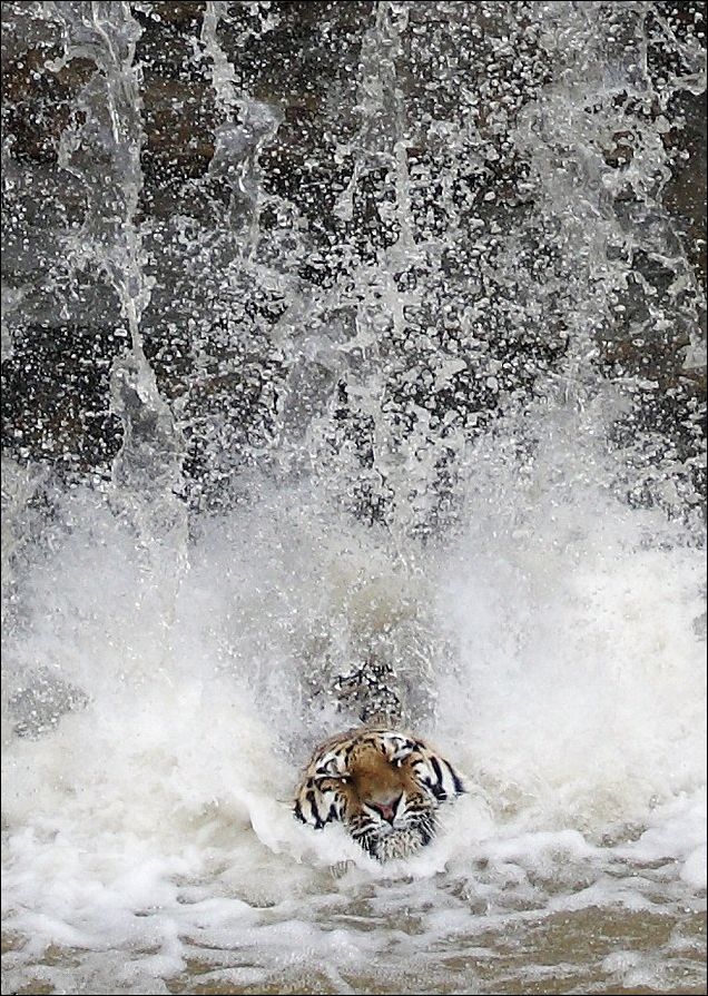 Siberian Tiger Escape the Heat