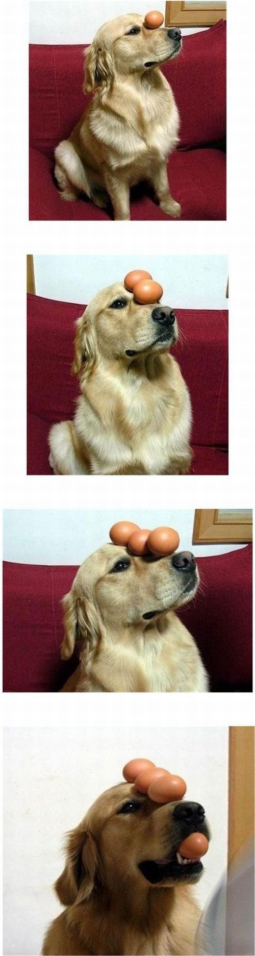 funny pictures
