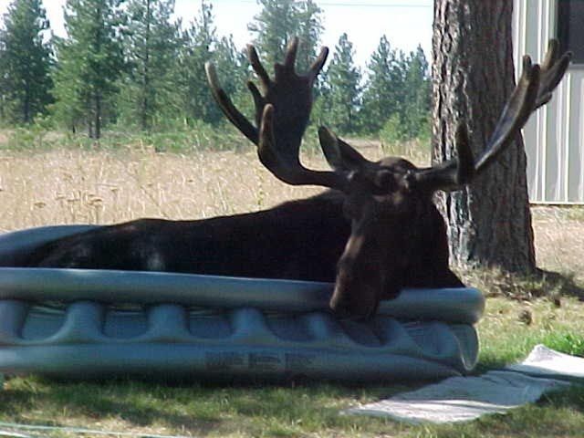 There Are Animals in the Swimming Pool