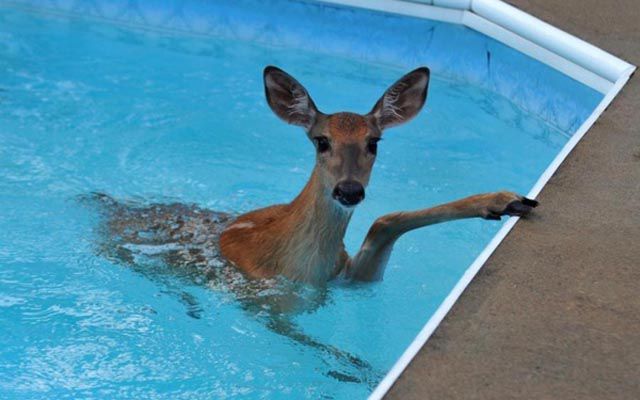 There Are Animals in the Swimming Pool