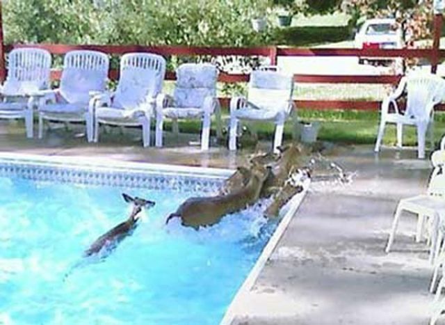There Are Animals in the Swimming Pool