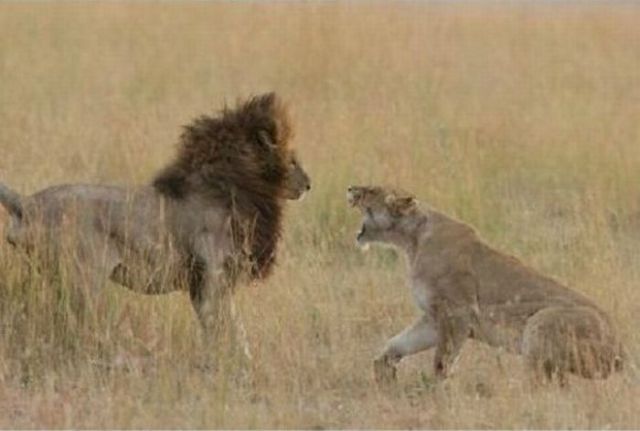 Lionesses feroz