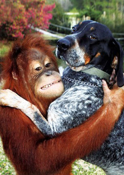 Best Buds: The Dog and the Oranguta