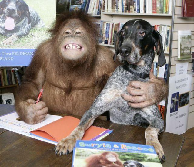 Best Buds: The Dog and the Oranguta