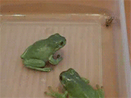 Friday Gif Collection