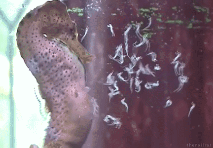 Friday Gif Collection