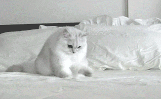 Friday Gif Collection