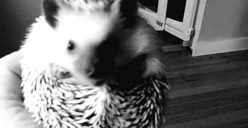 Friday Gif Collection