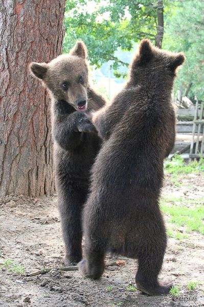 Meeting With Bear Cubs