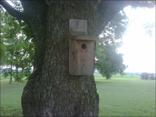 Surprise in a Birdhouse