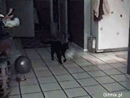 Funny Gif Selection with Animals